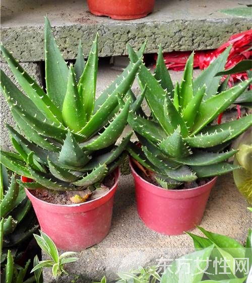 芦荟怎么美容 芦荟面膜补水滋润又消炎