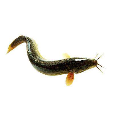 你不知道的水中之参-泥鳅的药用价值