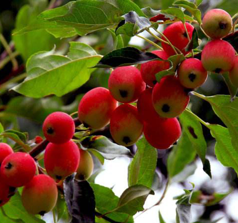 生津止渴 海棠果的功效及食用好处介绍