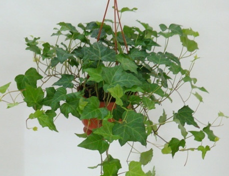 常春藤的作用主要是净化空气