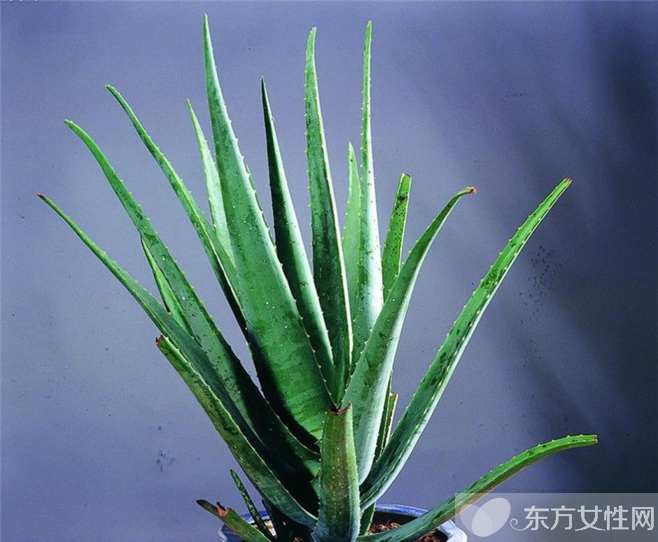 芦荟怎么美容 芦荟面膜补水滋润又消炎