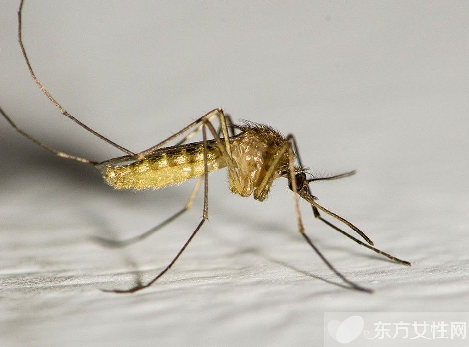 防蚊妙招快收好 蚊子凭气味选择对象