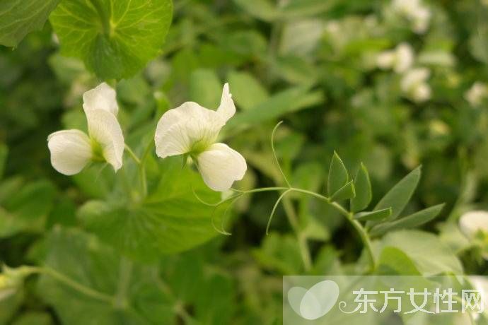 长寿养生方法有哪些 平时养生是关键