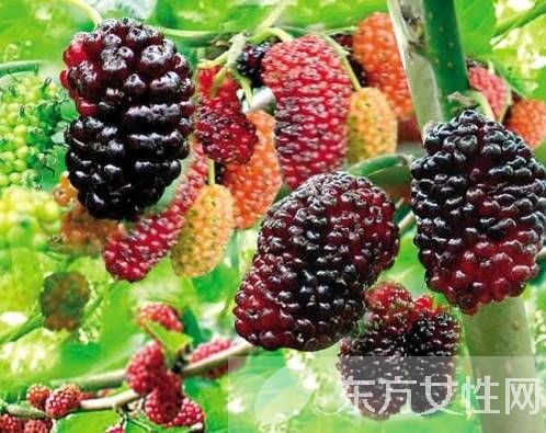 桑果的功效有哪些 这些人不宜食桑果