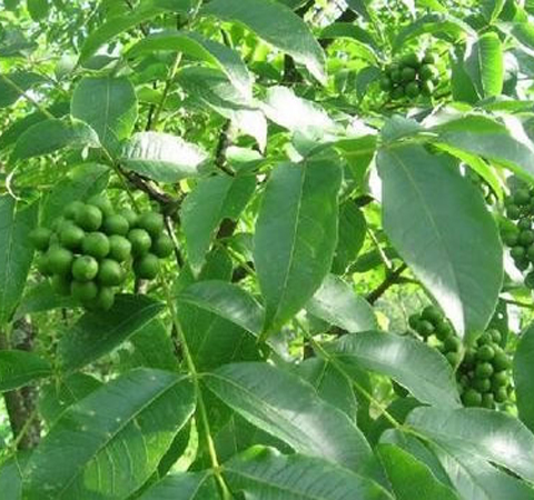 胖大海的主要功效及食用禁忌有哪些