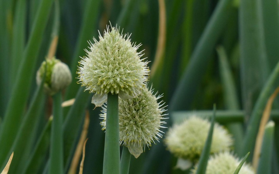 葱的好处有哪些 吃葱注意四大饮食禁忌