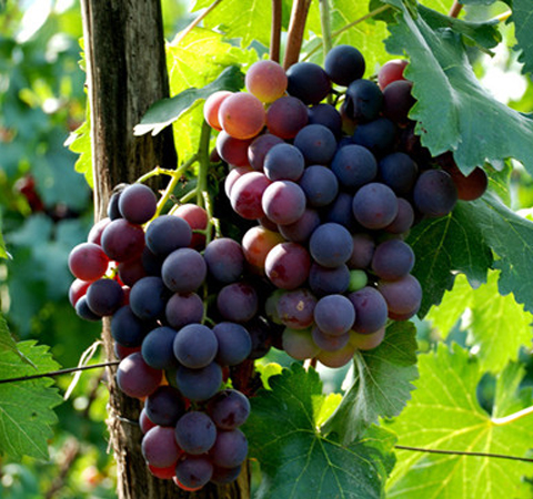 葡萄籽的功效和作用及副作用介绍