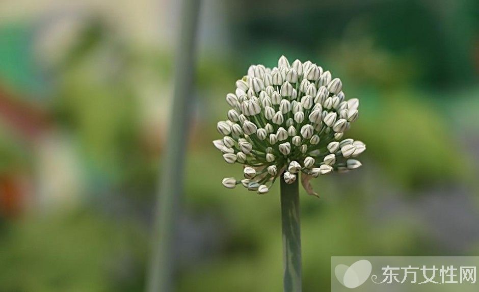 葱的好处有哪些 吃葱注意四大饮食禁忌