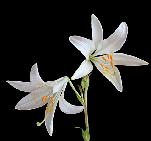 中药治失眠 10种中药有效治疗失眠