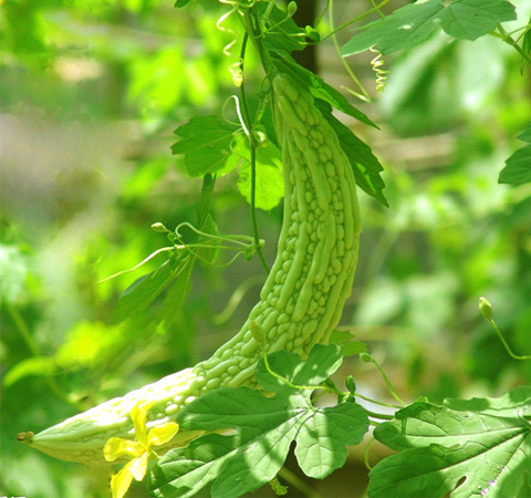 舒适过夏天 谨记夏季保健小常识