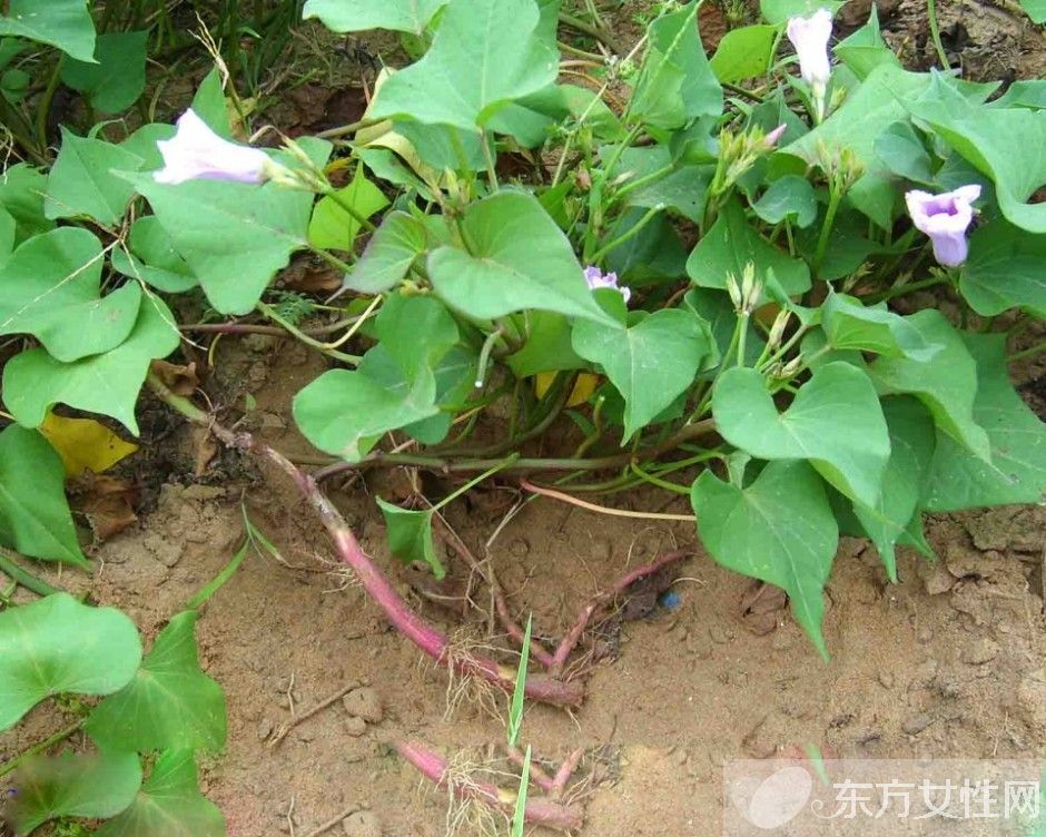 红薯不能和什么一起吃 吃红薯可导致的四种危害