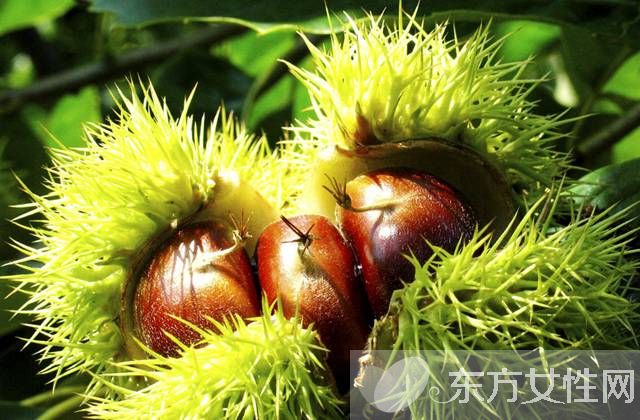 栗子怎么做好吃 板栗这么煮让你回味无穷