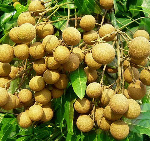 龙眼的营养价值 龙眼的营养吃法及功效