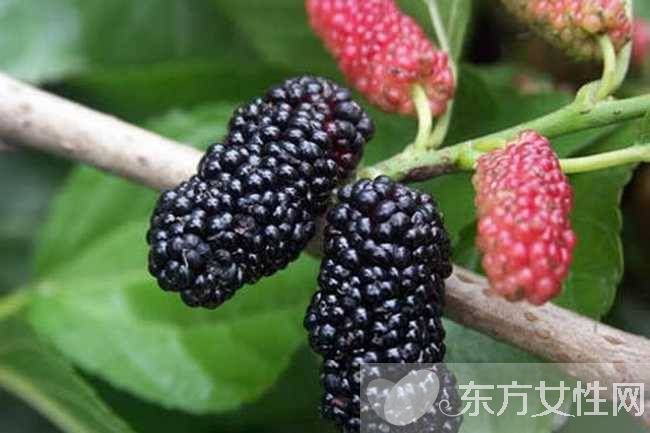 桑果的功效有哪些 这些人不宜食桑果