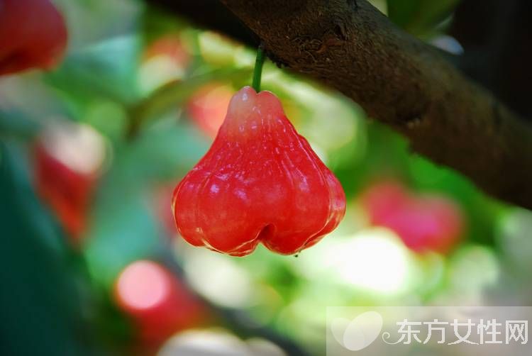 莲雾的营养价值与功效 孕妇能吃莲雾吗