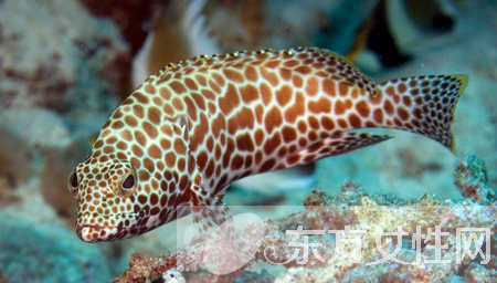 石斑鱼的做法大全 解读石斑鱼的营养价值及功效