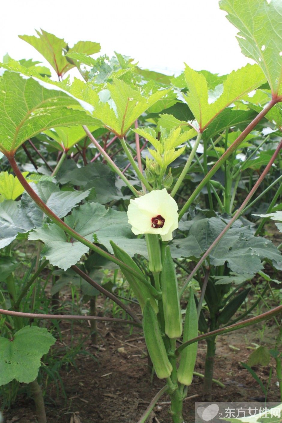 秋葵怎么做好吃 秋葵的功效与作用