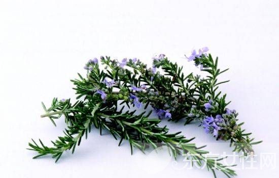 迷迭香的功效与作用 迷迭香还能这么食用