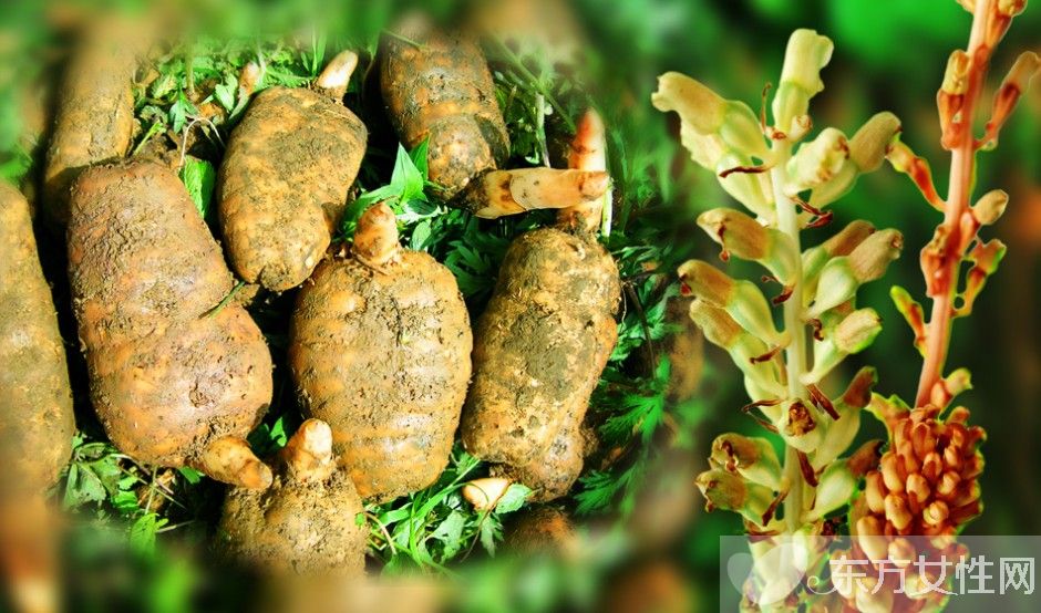 天麻的副作用有哪些 天麻竟还能治疗老年痴呆