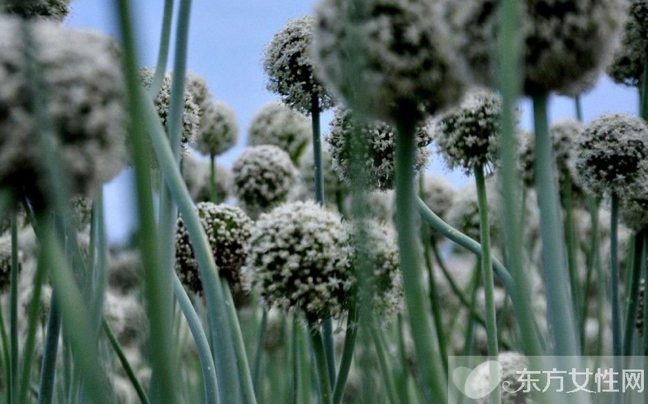 葱的好处有哪些 吃葱注意四大饮食禁忌