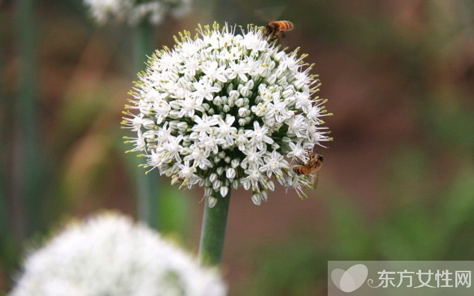 葱的好处有哪些 吃葱注意四大饮食禁忌