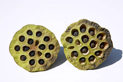 莲子心的副作用 功效多多别担心