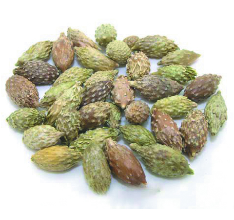 一定要注意 苍耳子的副作用有哪些