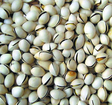 养生延年 银杏果的药用价值有哪些