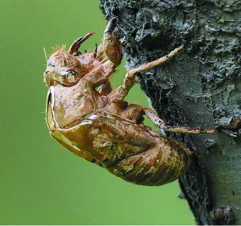 蝉蜕的功效与作用及食用方法介绍