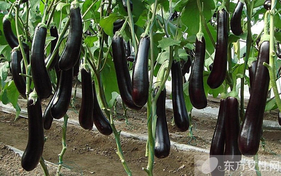 炒茄子的九大家常做法 茄子还有这一功效