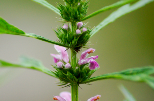 益母草什么时候吃     经前或流产后吃