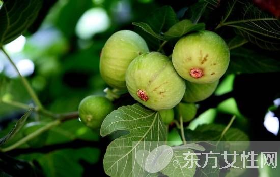 无花果干怎么做 小小无花果竟有7大功效