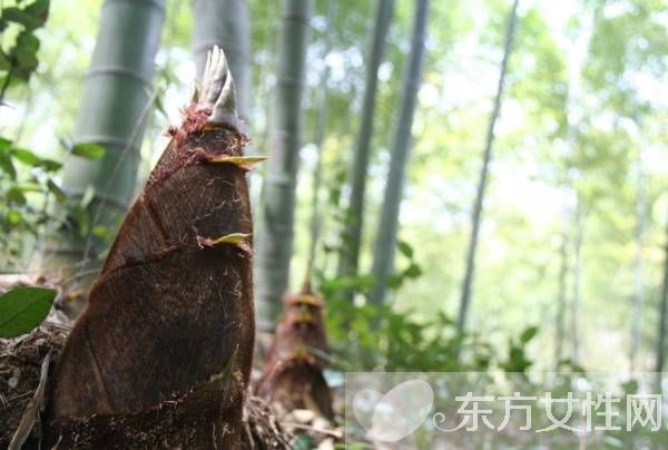 竹笋怎么剥皮 竹笋不能和什么一起吃