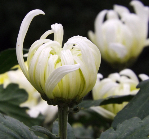 白菊花的功效 揭白菊花的食用方法