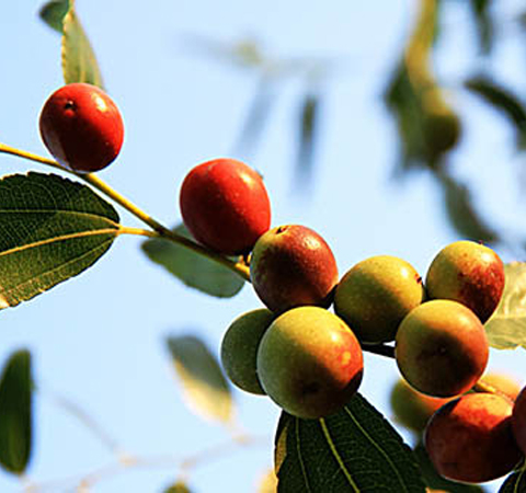 酸枣仁的作用与功效 安神助眠药用大