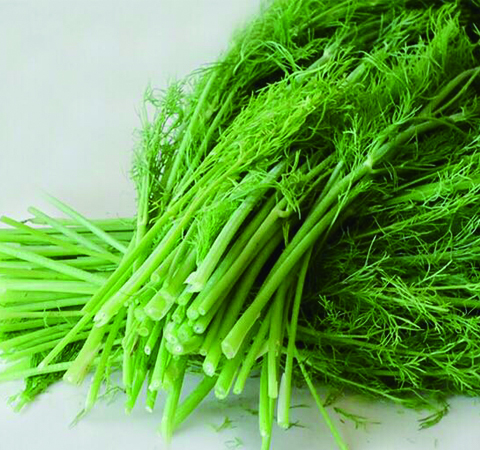 提升胃动力好选择 细说小茴香的功效与作用