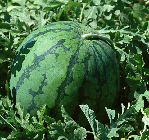 西瓜的功效与作用有哪些  营养禁忌全知道