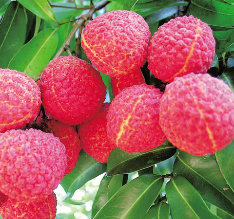 荔枝的营养价值有哪些 揭女人吃荔枝的好处