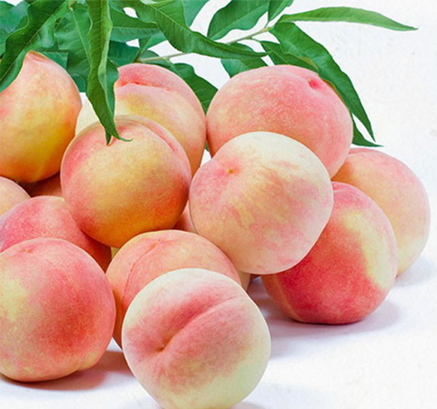 揭甲鱼的营养价值 最佳滋补佳品