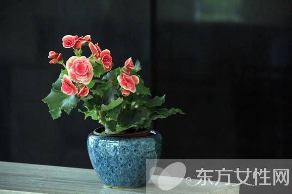 四季秋海棠怎么养 四季秋海棠养殖注意事项揭秘