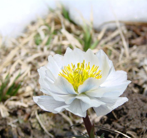 雪莲花的功效与作用 揭雪莲花食用方法