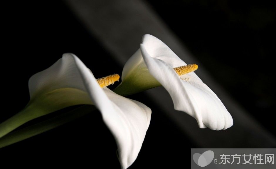 马蹄莲有毒吗 马蹄莲能放在卧室养吗