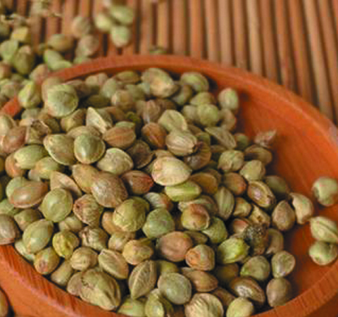 中药火麻仁功效与作用及禁忌