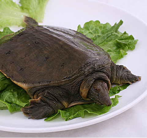 揭甲鱼的营养价值 最佳滋补佳品