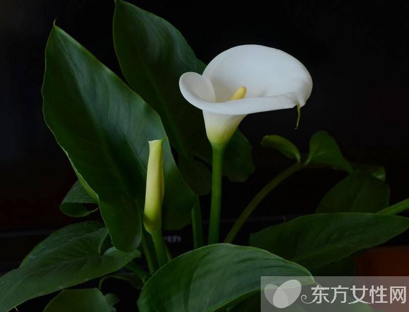 马蹄莲有毒吗 马蹄莲能放在卧室养吗