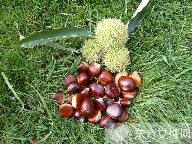 煮栗子需要多长时间 如何挑选好的栗子
