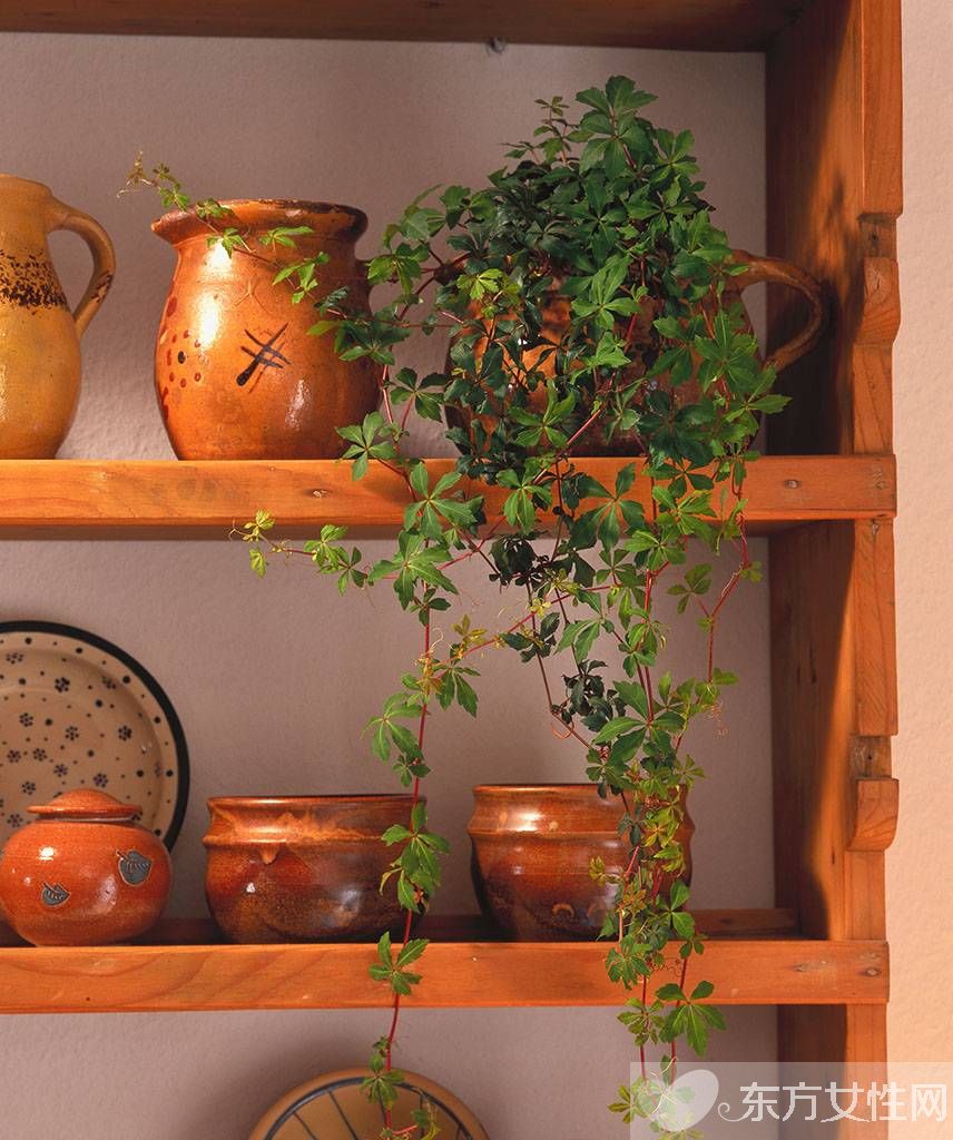 长青藤的养殖方法介绍 常青藤怎么繁殖