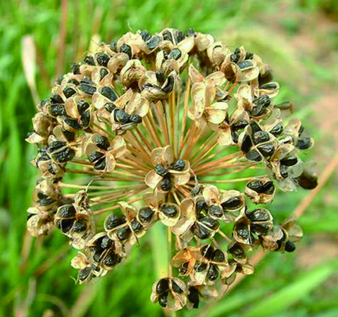 中药车前子的功效和作用及食用禁忌