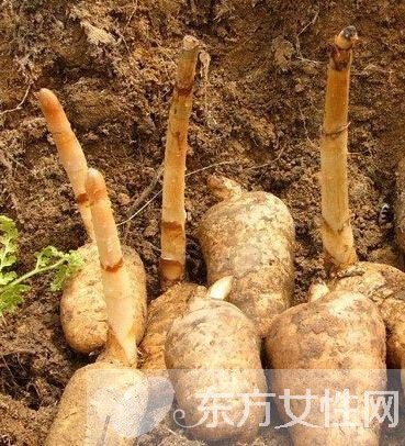 细数天麻的功效与作用及食用方法