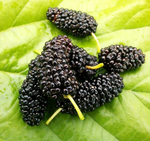 桑葚的作用有哪些 6种功效大盘点